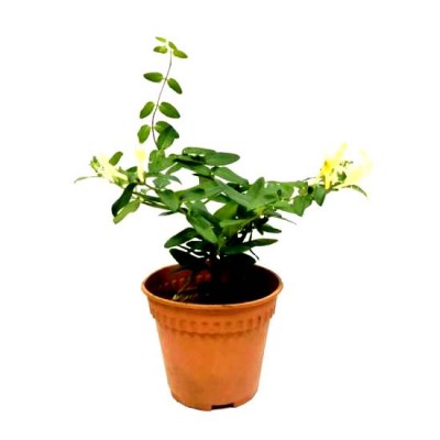 Honeysuckle Plant - Lonicera Plant